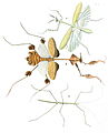 Mantids and walkingstick