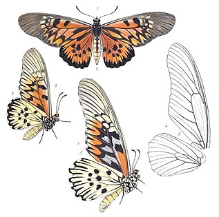 dorsal view of female imago lateral view of female imago lateral view of male imago wing venation of male Illustrated by Rippon (1894)