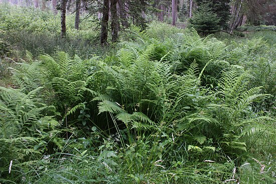 Папоротник щитовник мужской. Папоротник Щитовник. Щитовник мужской dryopteris filix-mas. Папоротник Дриоптерис.