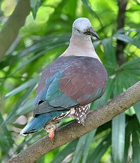 <span class="mw-page-title-main">Zoe's imperial pigeon</span> Species of bird