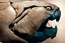 Dunkleosteus was a giant Devonian armoured Placoderm, c. 400 mya. Dunkleosteus profile.jpg
