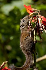 Thumbnail for Nilgiri striped squirrel