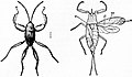 EB1911 Hemiptera - Fig. 5 & 6—Hermatobates haddonii and Nepa cinerea.jpg
