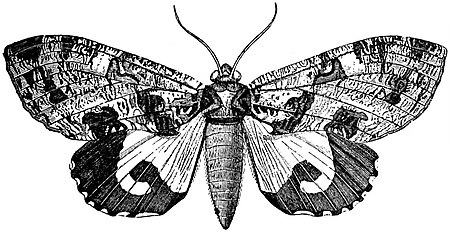 EB1911 Lepidoptera - Ophideres imperator.jpg