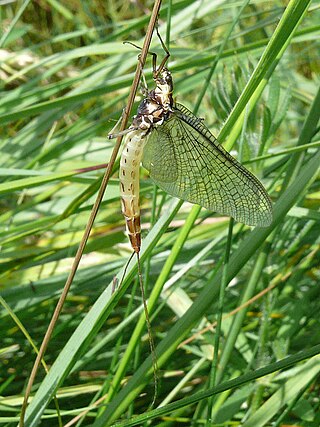 <span class="mw-page-title-main">Polymitarcyidae</span> Family of mayflies