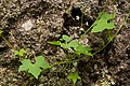 Echinopepon wrightii - Flickr - aspidoscelis (1).jpg