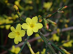 Jasminum nudiflorum