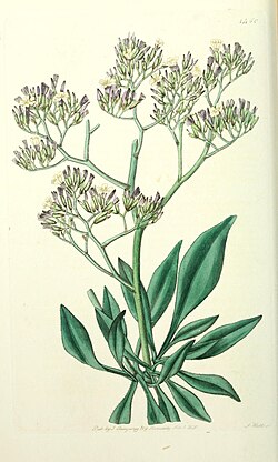 Edwards' botanical register, or, Ornamental flower-garden and shrubbery .. (1829-1847) (20984299528).jpg