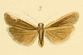 Eilema albicosta