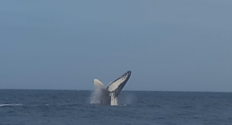 El espectacular salto de las Ballenas en el Distrito de Los Órganos.png