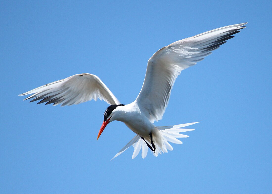 Elegant tern