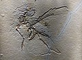 Eleventh Archaeopteryx specimen.jpg