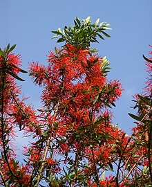 EmbothriumTreeinFlower w.jpg