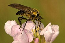 Empis.tanysphyra2 .-. lindsey.jpg