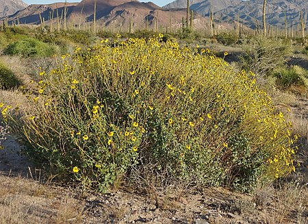 Encelia asperifolia