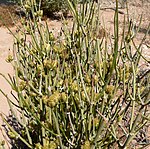 Ephedra torreyana 2. jpg