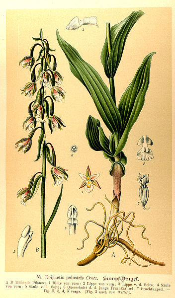 File:Epipactis palustris.jpg