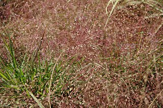 <i>Eragrostis spectabilis</i> Species of flowering plant