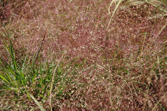 Eragrostis spectabilis PURPLE LOVE GRASS Graminée Godet de 9 cm 