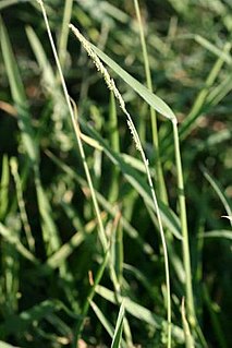 <i>Eriochloa contracta</i> Species of grass