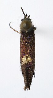 <i>Eriocrania salopiella</i> Moth species in family Eriocraniidae