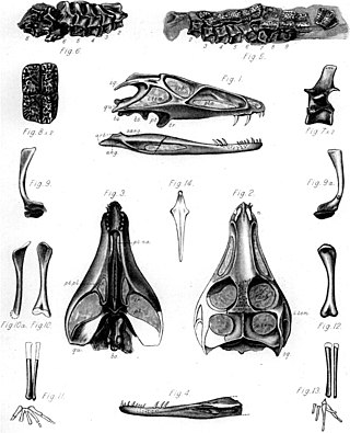 <i>Erpetosuchus</i> Extinct genus of reptiles