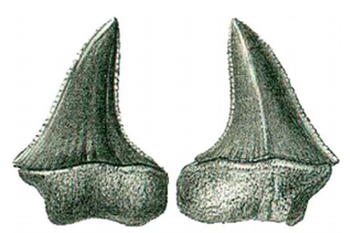 <i>Carcharomodus escheri</i> Extinct species of shark