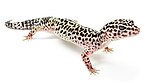 Gecko léopard.