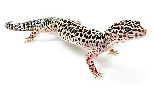 The Makaiganic Tigerlizard, endemic to Mák’ai although exported globally as a pet.