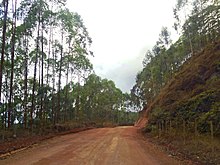 Eucalyptus Plantations near Santa Vitória dos Cocais.