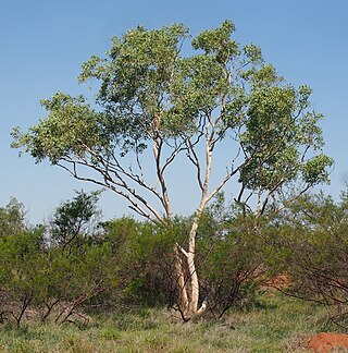 <i>Eucalyptus victrix</i> Species of eucalyptus
