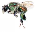August 1: the orchid bee Euglossa villosa