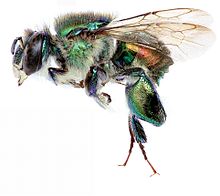 Euglossa villosa Euglossa villosa.jpg