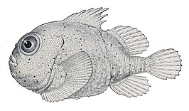 Eumicrotremus phrynoides