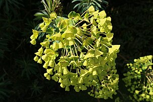 La cyme composée de cyathes d'une euphorbe des garrigues (Euphorbia characias). (définition réelle 6 000 × 4 000)