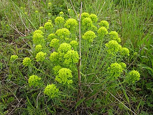 Cypresvortemælk (Euphorbia cyparissias)Foto: MdE