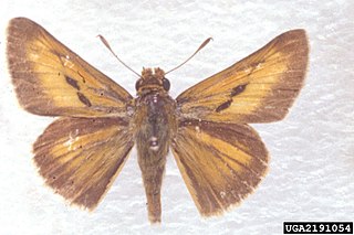 <i>Euphyes bayensis</i> Species of butterfly