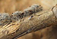 Euplectrus sp. - жизнен цикъл B - 09 - еклозия на гъсеница Noctuidae (2010-05-23) .jpg