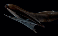 An Anagonian Pelecan Eel, as seen by deep underwater drone in the depths of the Great Dragon Ocean