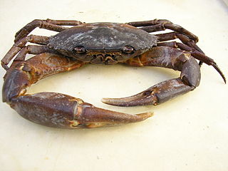 <i>Eurytium tristani</i> Species of crab