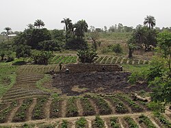 Agriculture near Djougou, the department capital