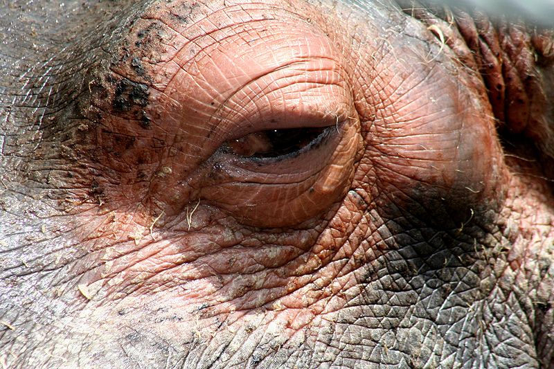 صورة:Eye of hippo.jpg