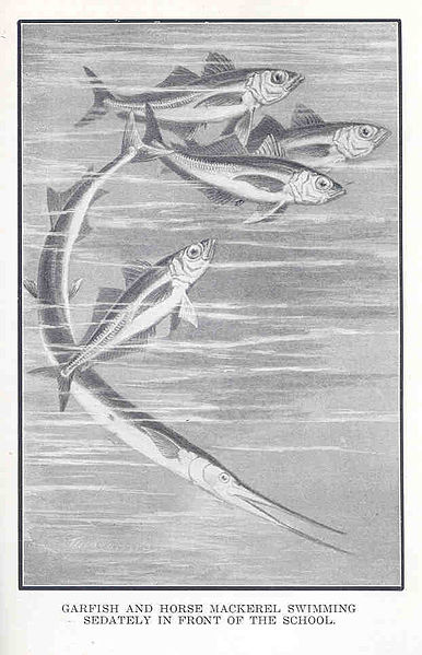 File:FMIB 34961 Mackerel--Garfish and horse mackerel swimming sedately in front of the school.jpeg