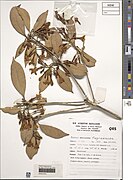 Fagraea fagraeacea ALA-5.jpg