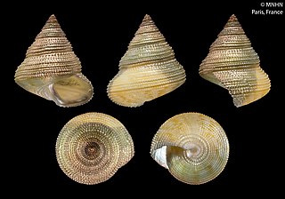 <i>Fautor metivieri</i> Species of gastropod