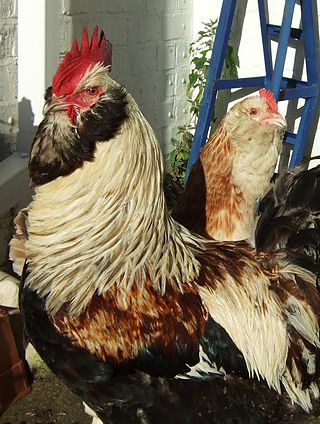 <span class="mw-page-title-main">Faverolles chicken</span> Breed of chicken
