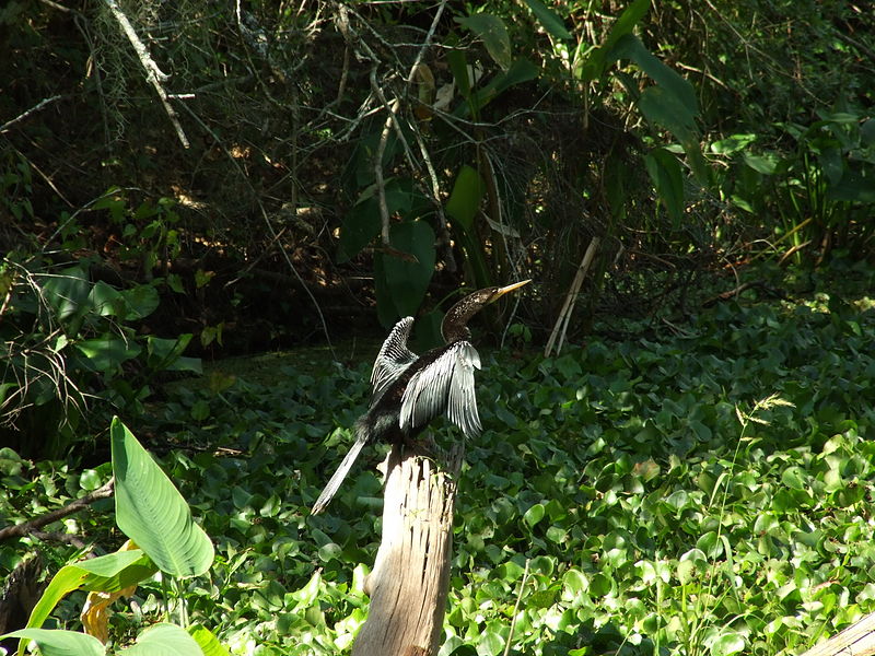 File:Female Anhinga anhinga.jpg