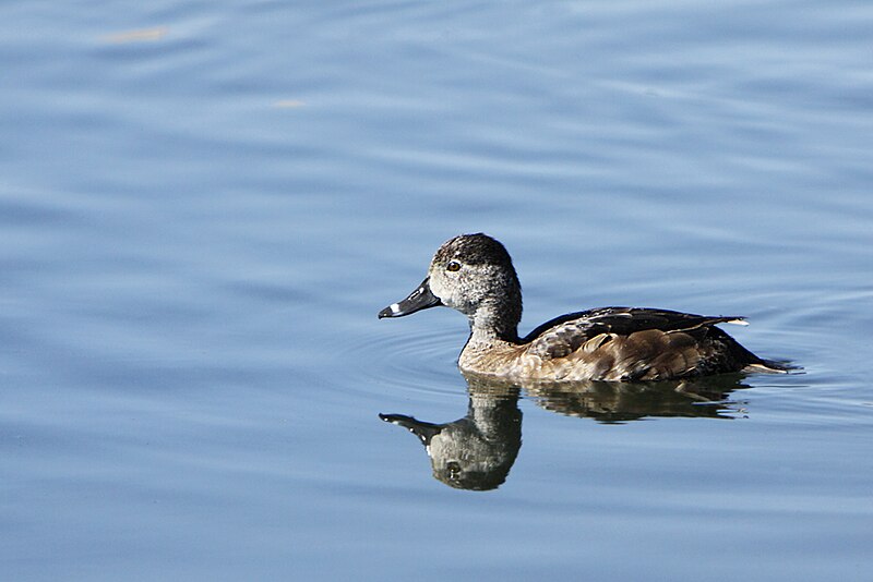 Ring necked Duck in swimming in roadside ditch 6228128 Stock Photo at  Vecteezy