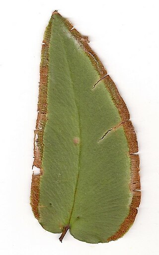 <i>Pellaea paradoxa</i> Species of fern