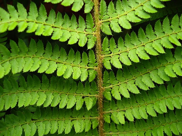 Image: Fern detail